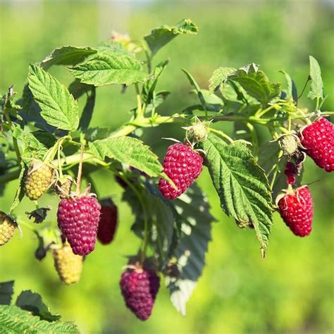 Cultiva Tus Propias Frambuesas En Maceta Una Gu A Completa Para El Xito