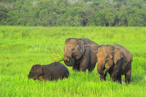 Gajah Sumatra Taman Nasional Way Kambas Antara Foto