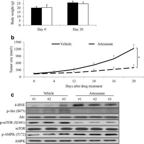 Artesunate Inhibits Colony Formation And Proliferation And Induces Download Scientific Diagram