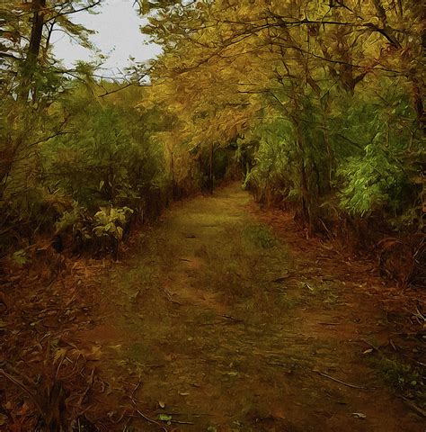 Natural Forest Trail No 2 Photograph By Cedric Hampton Fine Art America