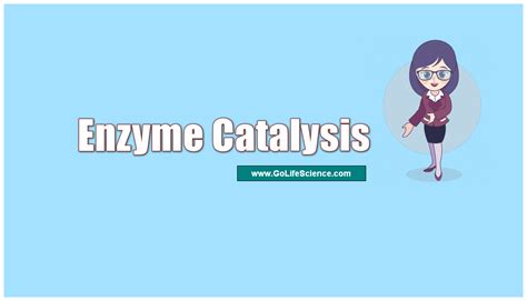 Enzyme Catalysis : What is Enzyme catalysis and its Types