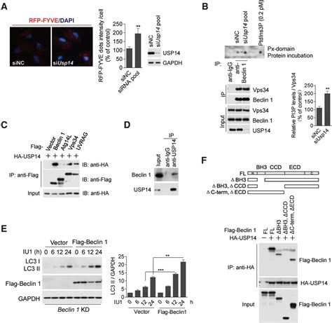 Usp14 Regulates Autophagy By Suppressing K63 Ubiquitination Of Beclin 1