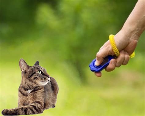 How To Clicker Train Your Cat