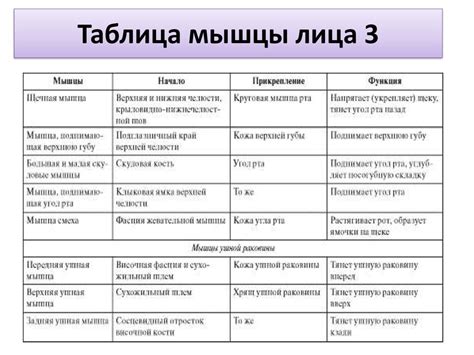 Мышцы Головы И Шеи Таблица С Фотографиями Фото Картинки