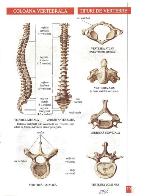 Girlshare Ro Anatomia Omului Pdf