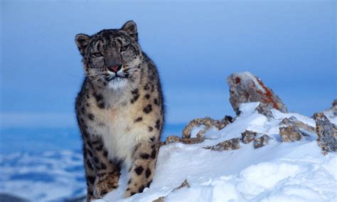 Leopardo de las nieves | Historias | Descubre WWF