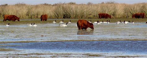 Hacia Una Ganader A Ambientalmente Sustentable En El Delta Del Paran