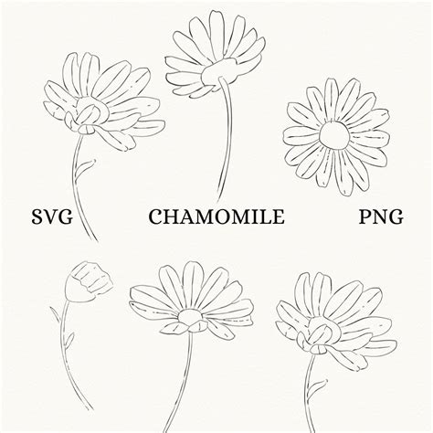 11 Line Art Chamomile Svg Outline Daisy Svg Line Daisy Clipart