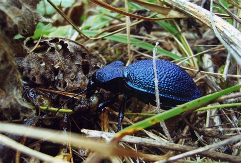 Жужелица кавказская из Красной книги, фото и описание жука, в какой ...