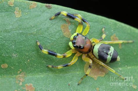 Jumping Spider 7 By Melvyn Yeo Science Photo Library