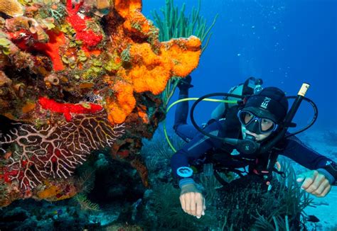 El Mejor Buceo De Cozumel Los Arrecifes Que No Te Puedes Perder