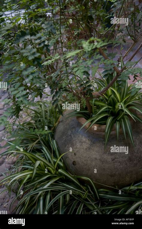 Spider Plant Hi Res Stock Photography And Images Alamy