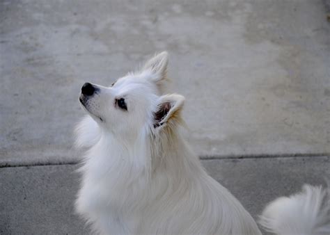 White Pomeranian Puppy Free Stock Photo - Public Domain Pictures