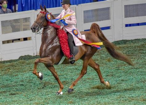 Worlds Championship Horse Show 2020 Goes On In Louisville