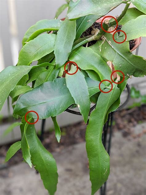 Epiphyllum Propagation By Brittany Goldwyn Live Creatively