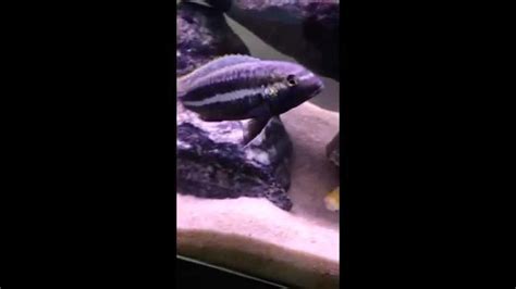 African Cichlid Spawning Mating Breeding Yellow Lab And Chipokae Youtube