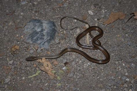 Culebra Caf Anfibios Y Reptiles De Guanajuato Inaturalist Mexico