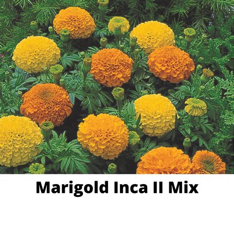 Marigolds — A And B Dalrymples Country Farm Greenhouse