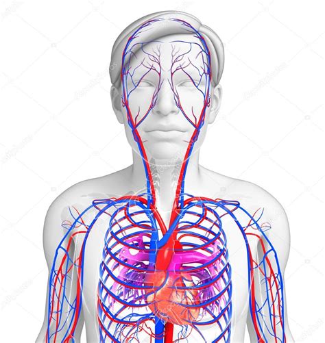 Male Heart Circulatory System Stock Photo By Pixdesign