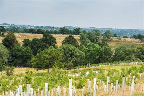 The Forestry Commissions New Approach To Consultation On Forestry