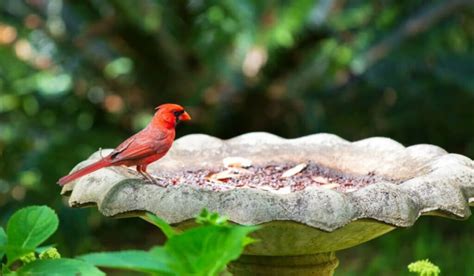 How To Paint A Concrete Bird Bath Simple Diy Guide Spark Lark