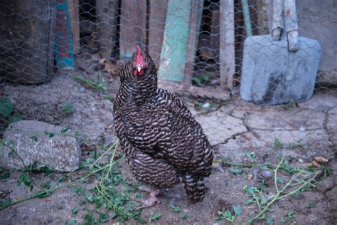 California Grey Chicken Size Egg Laying Facts Chicken And Chicks Info