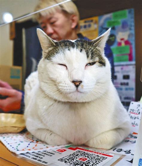 ニャン倍増の2022年！！2月22日はニャンニャンニャンで「猫の日」 わが街の看板ネコ：東京新聞デジタル