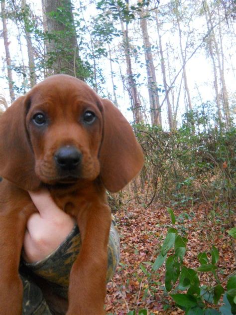 Redbone Bloodhound Puppies - Bleumoonproductions