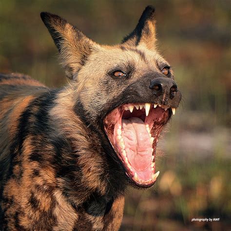 African Wild Dog Predators