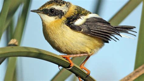 Curiosidades del sietecolores el pájaro austral que canta como un