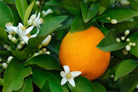 Ý nghĩa hoa cam Cửa hàng hoa tươi May Flower