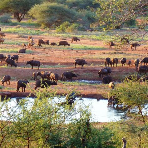 Tsavo West National Park