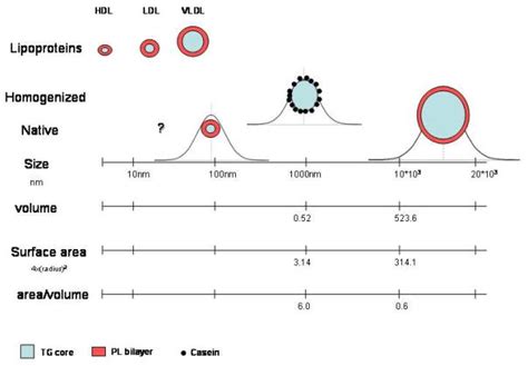 milk fat globule structure function nanosciece   milk