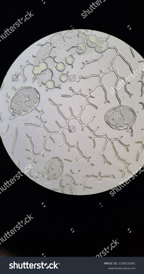 Volvox Structure Under Microscope Stock Photo 2238532041 | Shutterstock