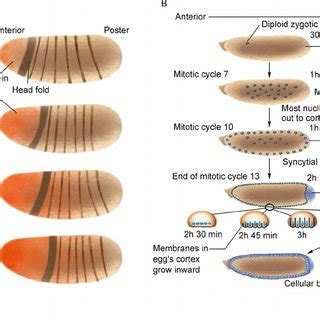 (PDF) Mathematical approaches in studying bicoid gene