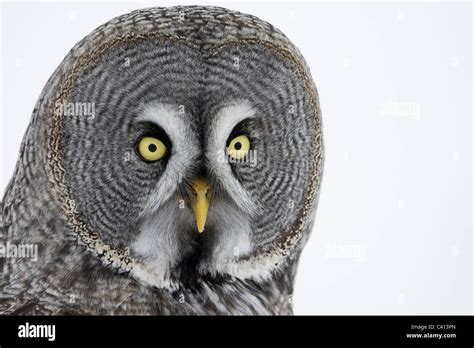 Great Grey Owl Strix Nebulosa Portrait Finland Stock Photo Alamy