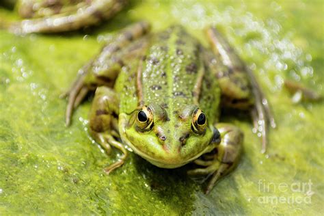 Iberian Green Frog Photograph By Jonathan Mitchell