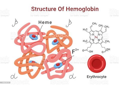 Hemoglobin Molecule Structure Medical Education Scheme With Names