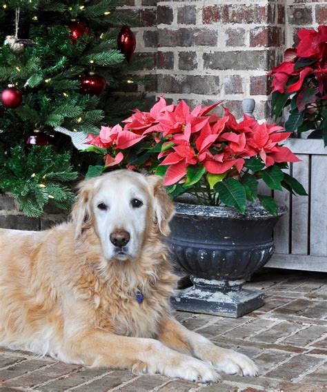 A Festive Christmas Porch Decor Gold Designs