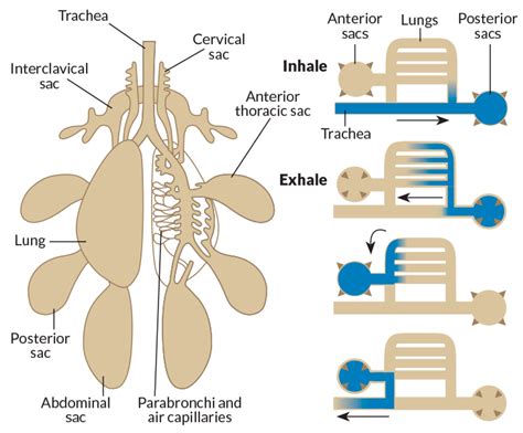 Reptile Respiratory System