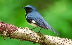 Blue Birds In Michigan Global Birding Initiative