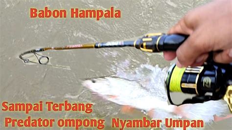 Mancing Hampala Di Sungai Full Sambaran YouTube