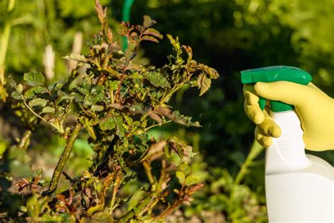 Homemade Insecticide For Roses Homemade Remedies For Natural Pest Control On Rose Plants