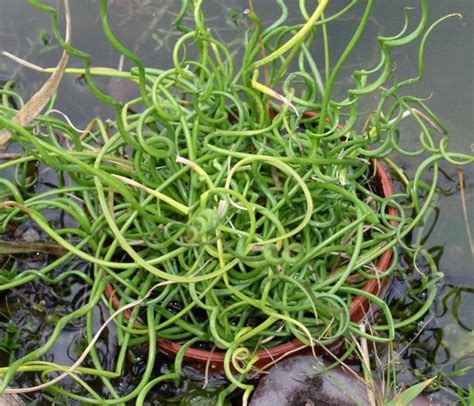 Corkscrew Rush Curly Wurly Juncus Effusus Spiralis 25 Seeds