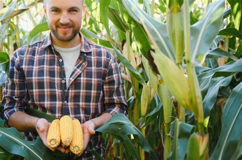 Premium Photo Agronomist Checking Corn If Ready For Harvest Portrait