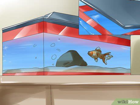 3 Ways to Humanely Kill a Fish - wikiHow