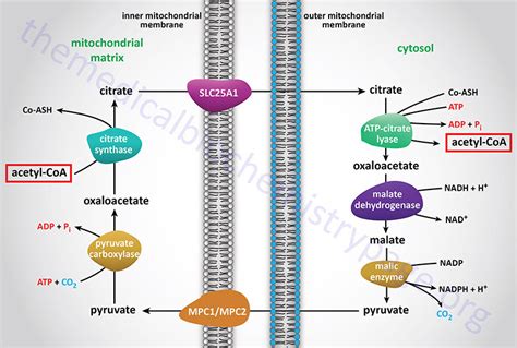 Synthesis of Fatty Acids, Triglycerides, and Phospholipids - The Medical Biochemistry Page