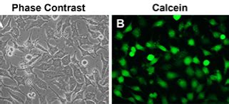 Calcein PI细胞活性与细胞毒性检测试剂盒 上海雅吉生物科技有限公司