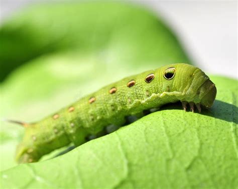 Oruga verde foto de archivo. Imagen de larva, belleza - 11406164