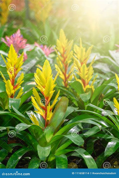 Beautiful Yellow Bromeliad Flower In Garden Stock Photo Image Of